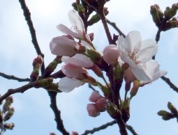 フ桜の写真